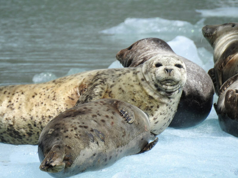 Seals Laying on Iceberg