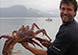 alaska cruise shrimping and crabbing excursions