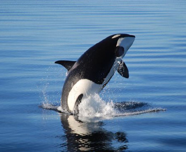 alaska orca killer whale watching jumping out of water