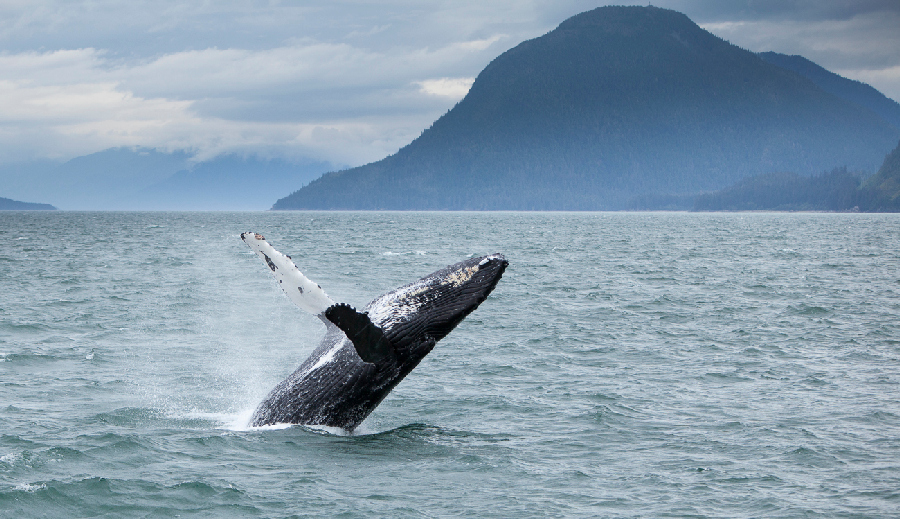 alaska photography cruise humpback whales