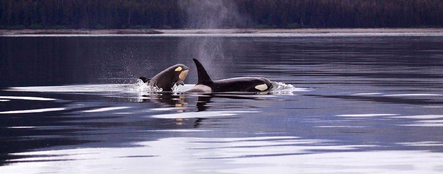 alaska photography cruise orca whales
