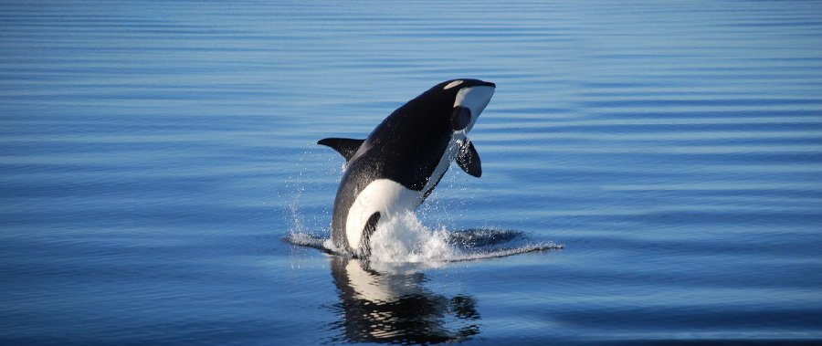 alaska whale watching orca killer whales jumping out of water
