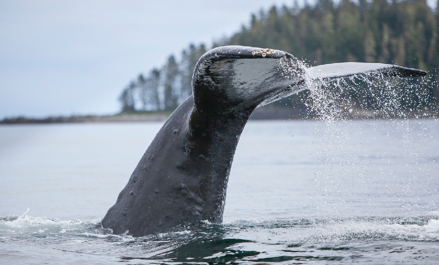 alaska wildlife cruise tour excursion whale tale