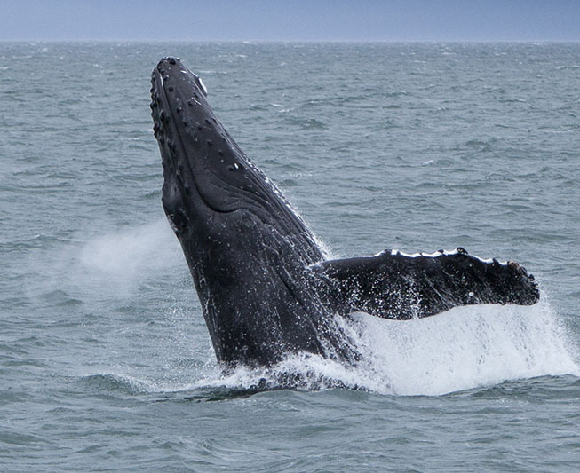 alaska wildlife cruise whale watching tour