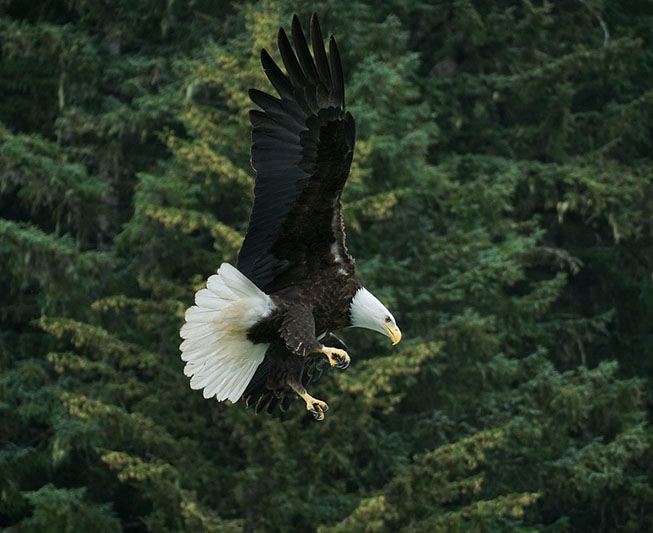 bald eagle bird watching alaska cruise