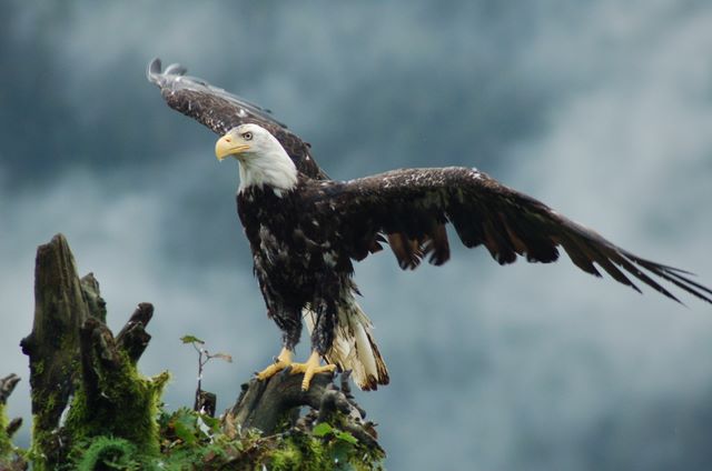 bald eagle alaska