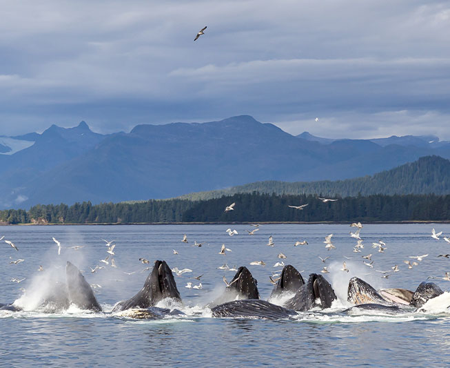 humpback whales bubble net feeding watching tours alaska