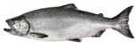 king salmon alaska fishing trips