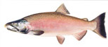 pink salmon alaska fishing trips
