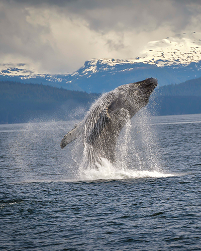 whale watching alaska