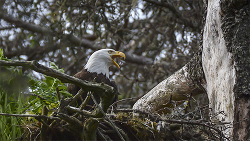 wildlife photography bald eagle viewing alaska