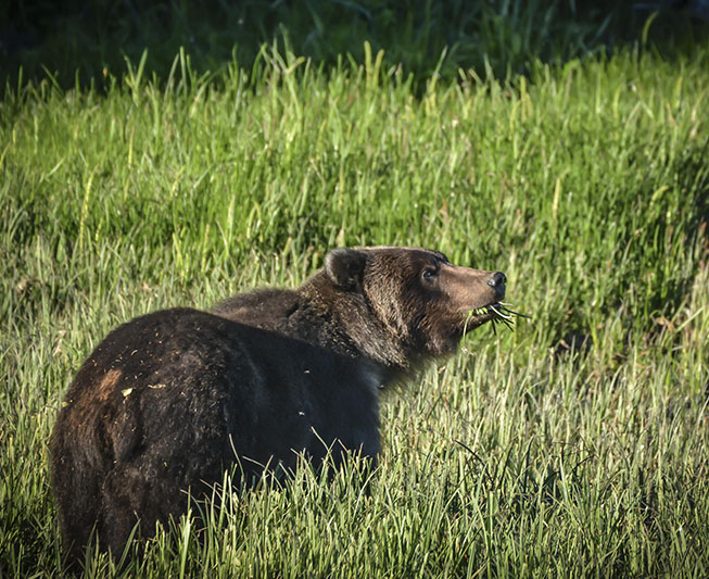 alaska wildlife watching tour grizzly bears