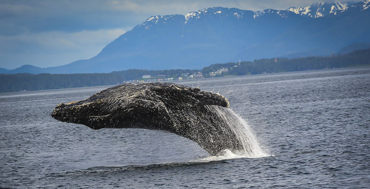 best time to see whales in alaska cruise