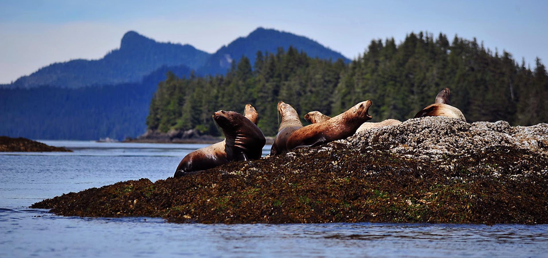 sea lions alaska cruise